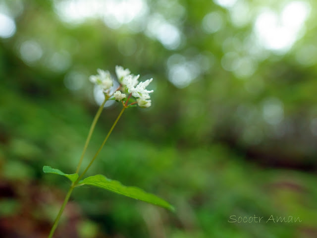 Ｔhalictrum filamentosum