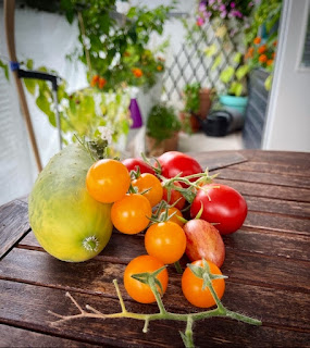 Parvekkeen ruskealla pöydällä on etualalla tomaatteja ja yksi kurkku. Taustalla näkyy parvekkeen puutarhaosa.