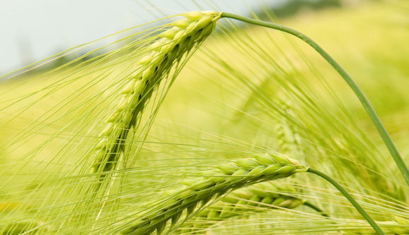 Wheat fields in the prairies (click to download)