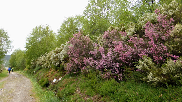 Brezo, Laguna de Castilla a Triacastela, Camino francés