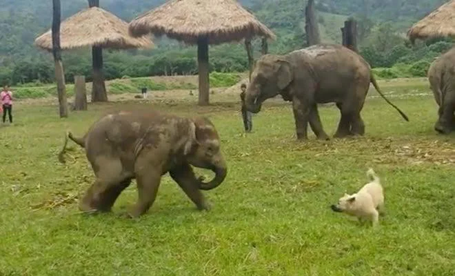 A playful dog frolicking with baby elephants in a grassy field.