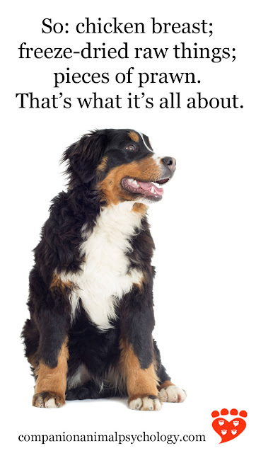 A Bernese Mountain dog spreads the word on the best treats to use for training