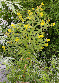 Yellow Loosestrife, Lysimachia vulgaris.  Leybourne Lakes, 12 July 2015