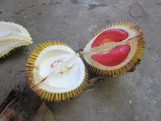 CORAT CORET KEHIDUPANKU UPDATED TELUK CEMPEDAK BUAH  