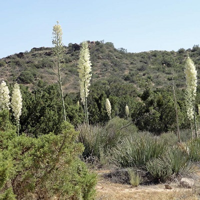 Yucca whipplei flowering in its native habitat