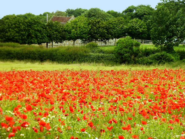 Poppies at Yaverland Isle of Wight