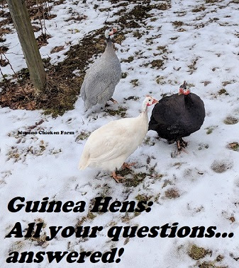 guinea hens, teaching about