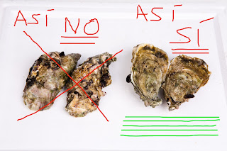colocación correcta de las ostras