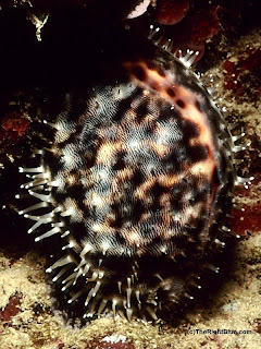 Tiger cowrie (Cypraea tigris)