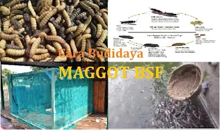 Cara budidaya ternak maggot BSF