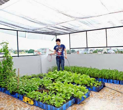 trồng rau sạch tại nhà