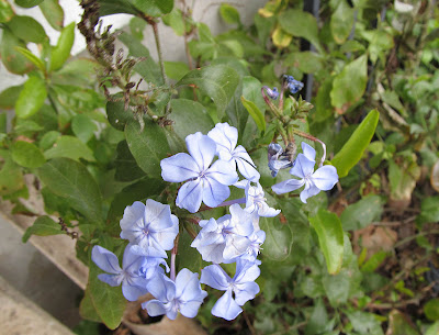 Annieinaustin blue plumbago in January