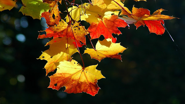 Colorful autumn leaves HD Wallpaper