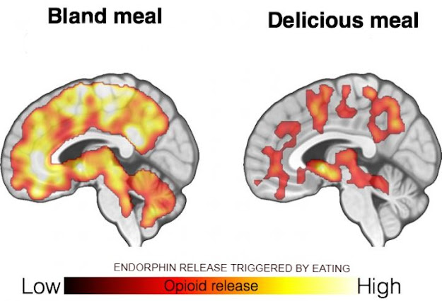 Endorphin release to different stimulus.Image Credit: Turku PET Centre