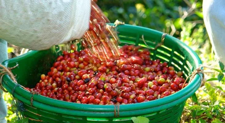 Coffe Hacienda La Esmeralda 