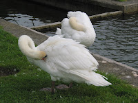 cisne escondiendo cabeza