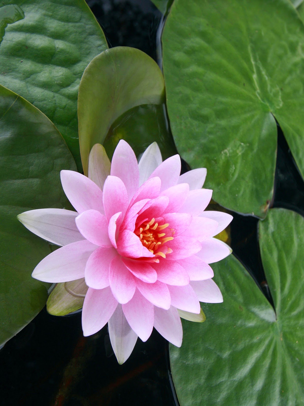 Lotus flower Stunning nature