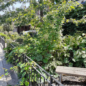 Toronto Beaconsfield Village front yard summer garden cleanup before by Paul Jung Gardening Services--a Toronto Organic Gardener