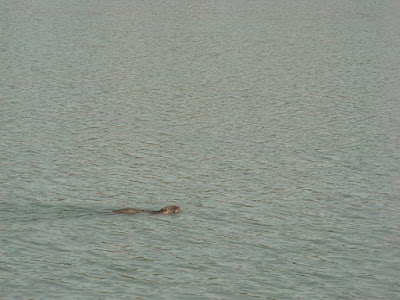 Nutria al Lago di Falciano del Massico