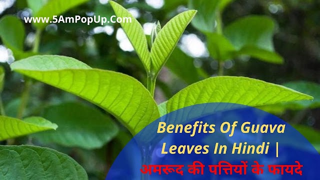 Benefits Of Guava Leaves In Hindi | अमरूद की पत्तियों के फायदे