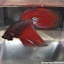 Betta tail type (Veil Tail)