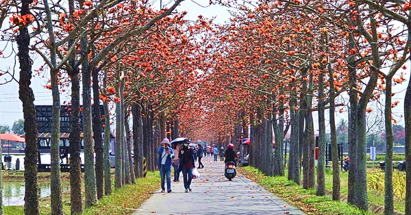 台南白河木棉花季林初埤木棉道，全球最美花海街道飽覽田園風光