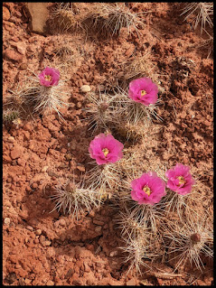 Spring Cacti in Bloom on the Rim Overlook Trail