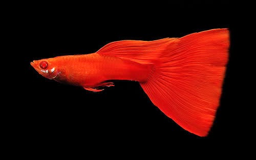 gambar guppy merah super red | ikan hias, ikan guppy | anekaikanhias