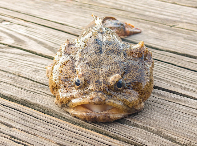 Roosevelt Islander Online: Very Strange Looking East River Oyster Toadfish  Caught By Roosevelt Island Fisherman At Subway Pier - Take A Look
