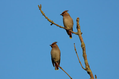 Sidesturt - Pestvogel - Bombycilla garrulus