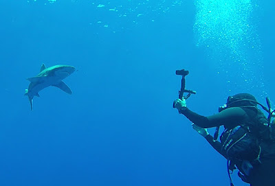 Buceo Aranjuez Mar Rojo Tiburones