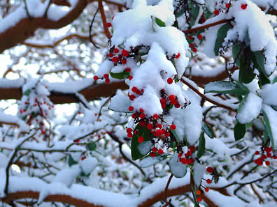 Madrona tree, berries, photo by Robert Demar