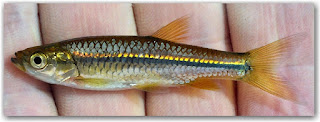 Rasbora daniconius -Striped rasbora - Dandia/දණ්ඩියා