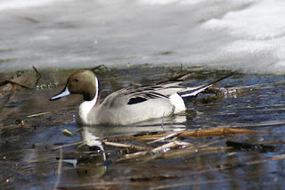 Canard pilet - Anas acuta