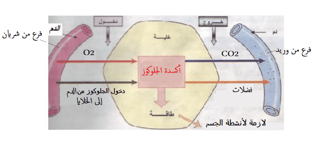  أكسدة الجلوكوز فى خلايا الجسم بفعل الأنسولين