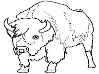 bison colouring sheet