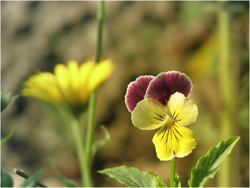 Natural Flower Picture for Wallpaper - WallpaperSafari