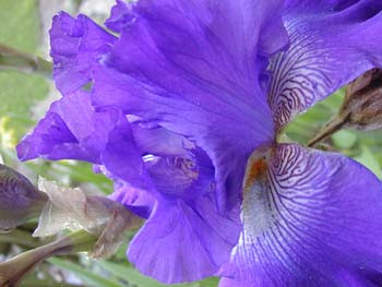 purple iris CU, canted