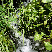 EAST WEBBER CREEK
