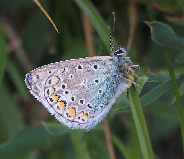 Hauhechel-Bläuling, Polyommatus icarus