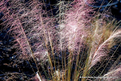 Purple Muhly grass plumes