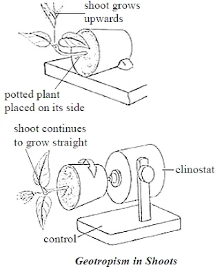 Diagram of geotropism in plant shoots