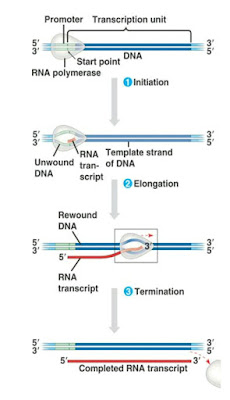 Proses Transkripsi pada sintesis protein