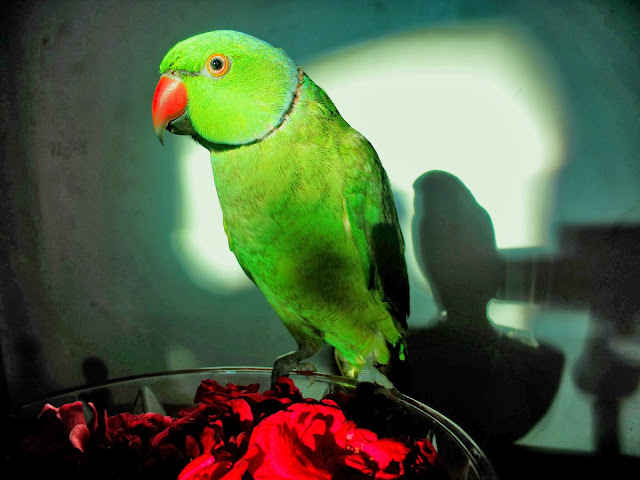 Green Parrot Wallpapers HD