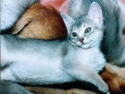 pictures of abyssinian cats