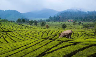 Perkebunan Rancabali Ciwidey