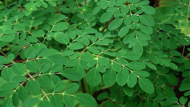 Daun Kelor / Merunggai (Moringa Oleifera)