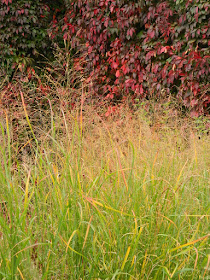 Entry Garden Walk at the Toronto Botanical Garden autumn ‘Strictum’ switch grass (Panicum virgatum) by garden muses-not another Toronto gardening blog