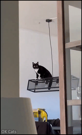 Crazy Cat GIF • OMG! Crazy cat swinging on large suspended ceiling lamp  [ok-cats.com]