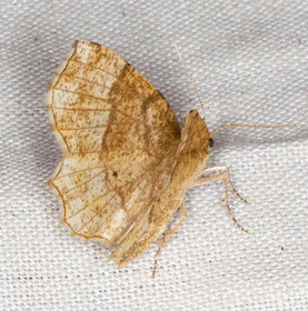 Little Thorn, Cepphis advenaria.  Oldbury Hill, 10 June 2012.